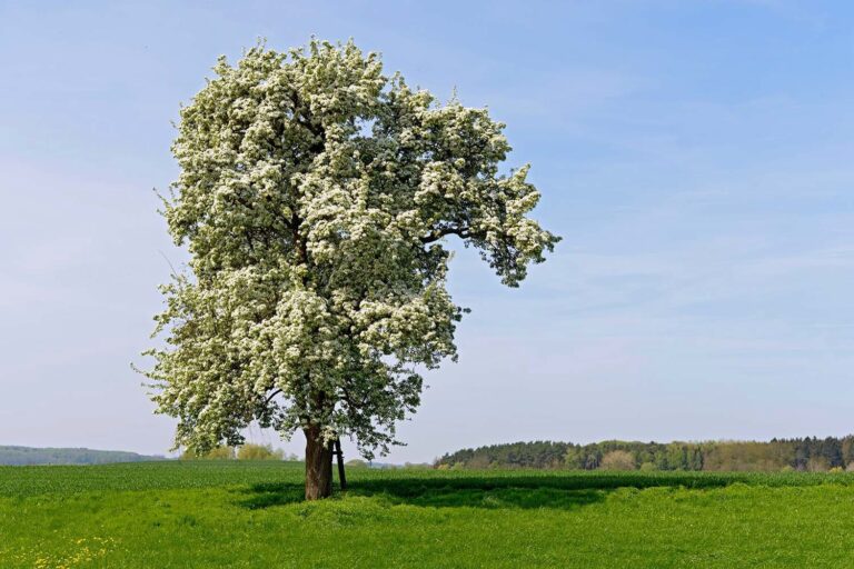 Birnbaum in Bluete 1