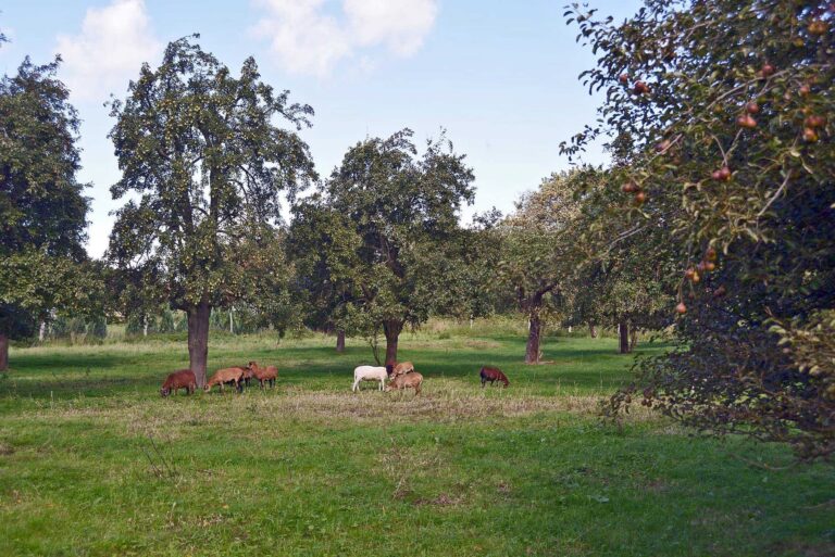 Obstwiese Fahrenholz jpeg